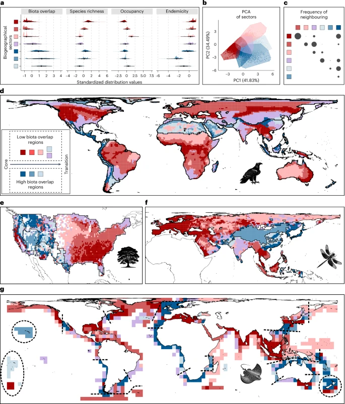 a , Distribution des valeurs de biodiversité de 48 870 combinaisons cellule-taxon à travers les secteurs (représentées par des couleurs, voir d ). Les points noirs indiquent la médiane et les lignes épaisses et fines indiquent les intervalles quantiles de 66 % et 95 %, respectivement. b , Deux axes principaux issus d'une analyse en composantes principales (ACP) des 48 870 combinaisons cellule-taxon. c , Fréquence relative par paire de voisinage plus élevé que prévu entre les secteurs à travers les régions et les taxons (tests de proportion binomiale unilatérale sous une espérance nulle de 1 sur 6 ; P  < 0,05). La taille du cercle est proportionnelle à la fréquence du voisinage. Un total de 1 308 paires de secteurs ont été évaluées. Les observations et les fréquences relatives par paire sont rapportées dans le tableau supplémentaire 9 . d – g , Distribution spatiale des secteurs dans les biorégions des oiseaux ( d ), des arbres ( e ), des libellules ( f ) et des raies ( g ). Les lignes noires délimitent les limites des biorégions. Les couleurs rouge et bleu indiquent généralement les biorégions présentant respectivement un faible et un fort chevauchement des biotes. Les tons foncés représentent les secteurs à forte richesse et endémisme, tandis que les tons clairs indiquent les secteurs dominés par des espèces répandues. Les icônes indiquent le groupe taxonomique auquel correspondent les biorégions.